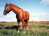 cheval au champ