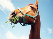 cheval qui mange