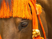 t&ecirc;te cheval brun