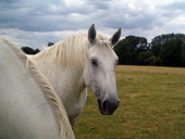 t&ecirc;te cheval blanc