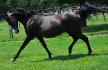 Bienvenue en 2011! Mon cheval est tellement...