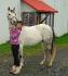 Moi et Dapple !<3