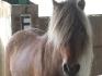 Ma nouvelle ponette : Ga&iuml;a