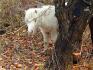 Poney derri&egrave;re un arbre