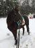 Poney des Neiges
