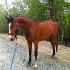 Shiraz 3 ans