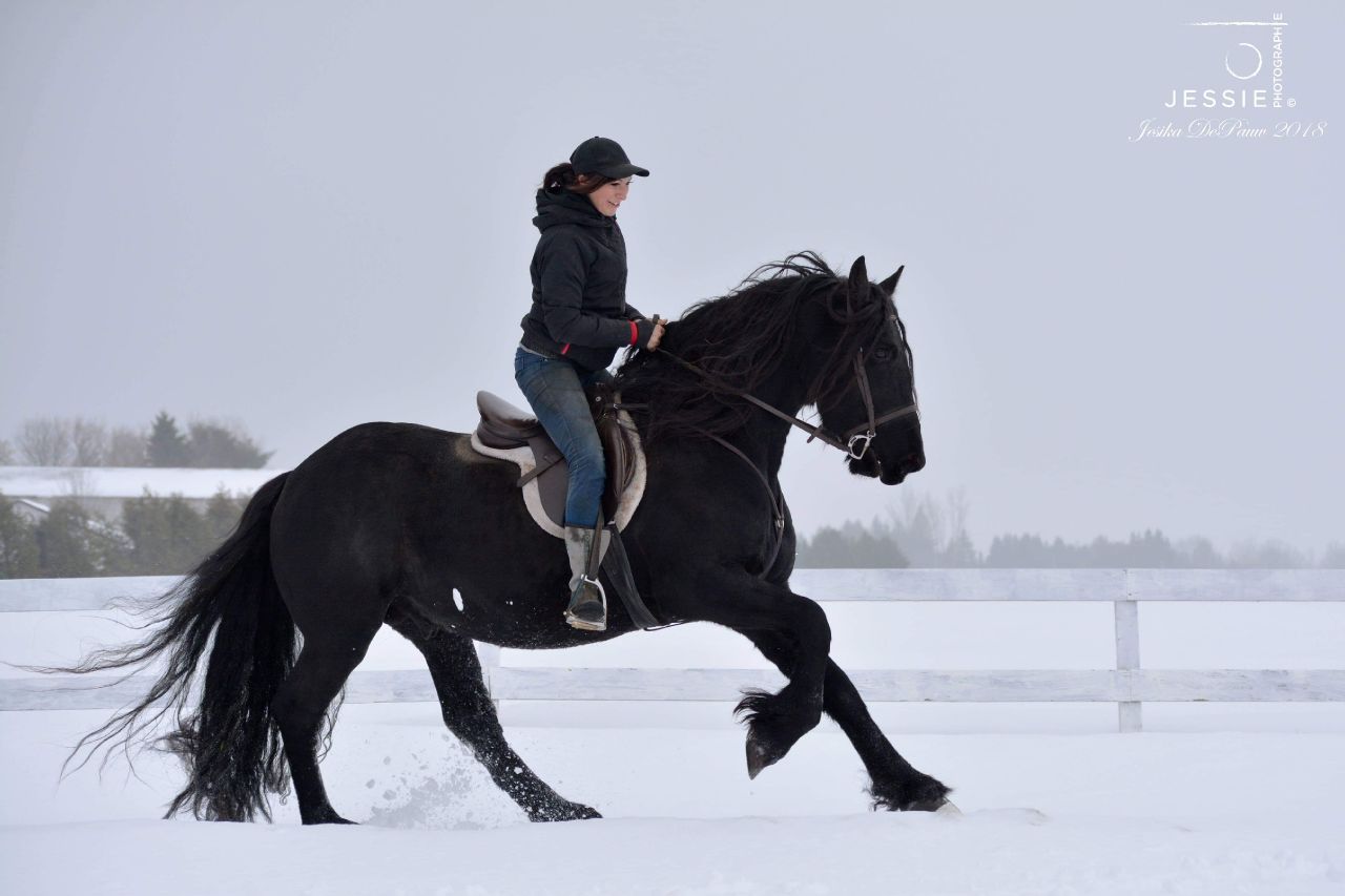 🐴 Hadès étalon frison que j'ai reçu à l'entraînement...
