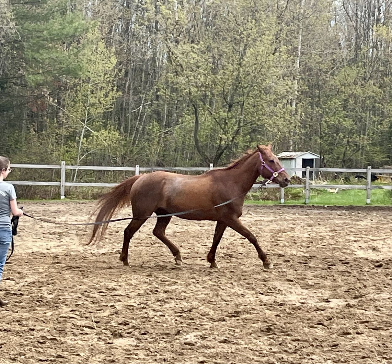 Jument, longe, manège. Longe de Cowgirl, qui a maintenant 25 ans !