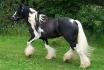 au trot :D