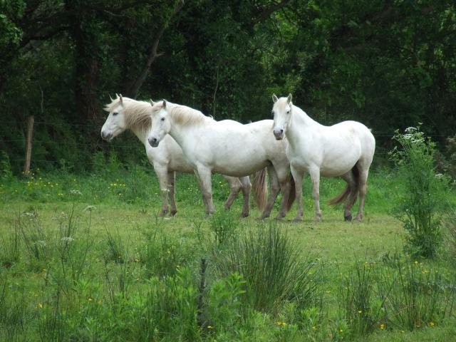 Le cheval camargue