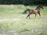MON cheval Lelig qui nous fait une démonstration...