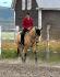 mon cheval au travaille rassembler