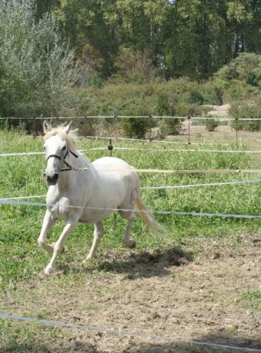 Une belle jument lipizzan-camargue qui se pr&eacute;nomme babieca (...