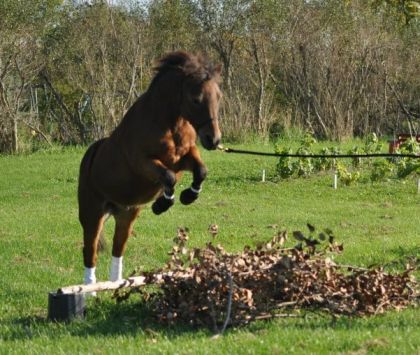 photo par Alexandra Jazz sur un obstacle de cross version poney! (Jazz toise 10m1!)