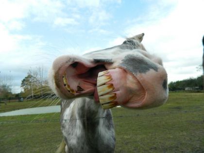 Smokey , tennessee walker . il fai aprti des chevaux que je...