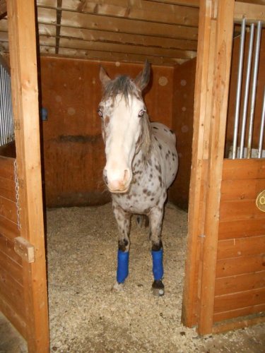 B&eacute;b&eacute; la premi&egrave;re fois avec des polos ( au box ) :D 