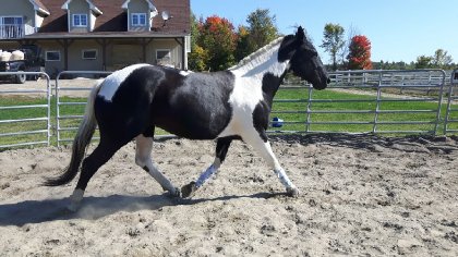 Un beau petit trot <3 Rosabelle-Luna 5 ans 