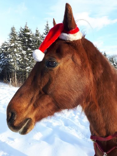 Kiki est dans l'ambiance de No&euml;l :)