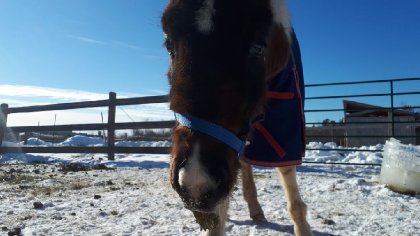 2 semaines que mon b&eacute;b&eacute; est enfin arriv&eacute; &agrave; Gatineau, un poulain...