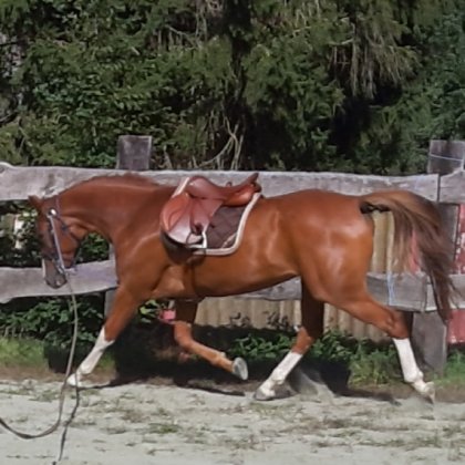 photo par Myhorsez