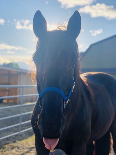 🐴❤️🐴