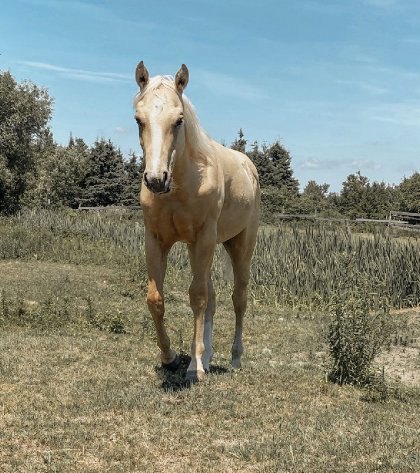 B&eacute;b&eacute; Cody qui a d&eacute;j&agrave; bien chang&eacute; depuis son arriv&eacute;.