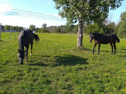 Shadow et Emjy