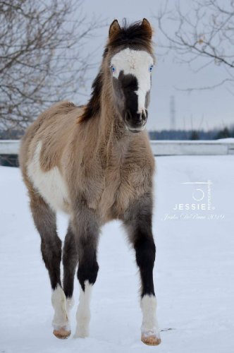 🐴 Fiftyshades of gunner 📷 @jessie photographie 