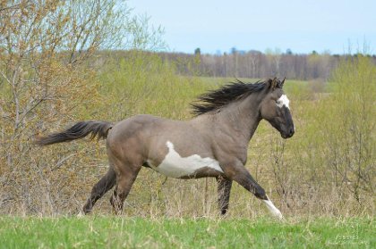 🐴 Fiftyshades of gunner 📷 @jessie photographie 