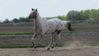 Voici Red Rock, mon tout premier cheval! J'ai malheureusement d&ucirc;...