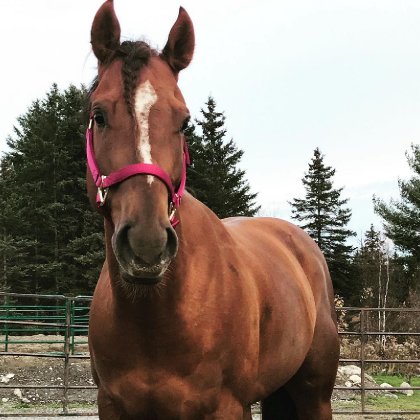 Voici Wickedly on Corona! Ce poulain &eacute;tait mon cheval de r&ecirc;ve....