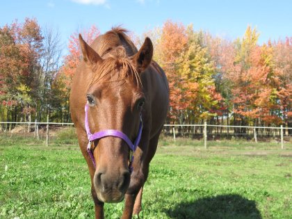 Tout simplement Cowgirl ! Diagnostic d'asthme qui nous oblige &agrave;...