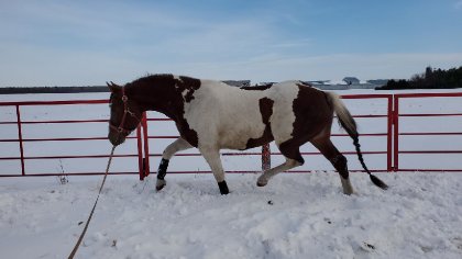 photo par BillyJack Longe cardio pour Billy ! Pas facile pour la patate...