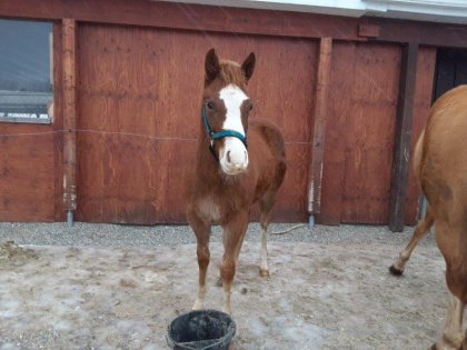 photo par o RANCH Barny 6 mois 1