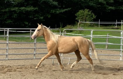 Mustang 