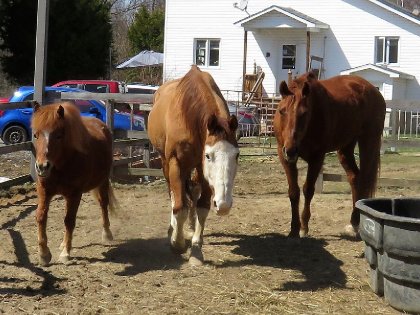 Chubby, Gunner et Cowgirl !