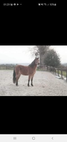 Mon dieu comme tu me manques💔🐴
