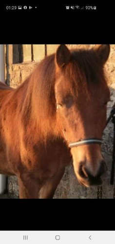 Mon dieu comme tu me manques💔🐴
