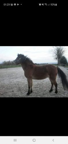 Mon dieu comme tu me manques💔🐴
