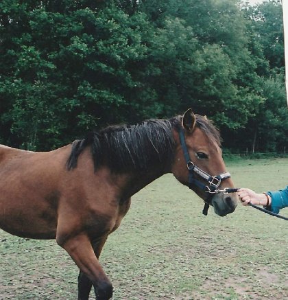 Mon dieu comme tu me manques💔🐴