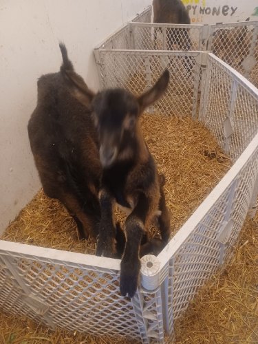 Jack le petit b&eacute;b&eacute; chevre.
