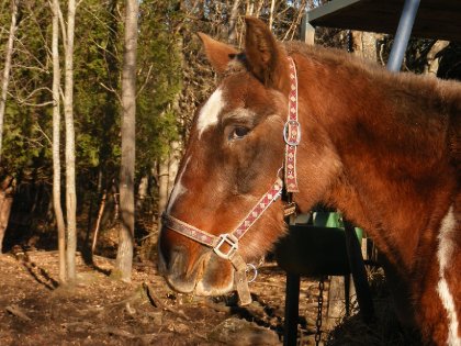 mon cheval Argo