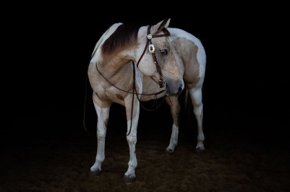 Lady a son meilleur pour la s&eacute;ance photo :)
