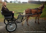 2 roues avec attelage poney