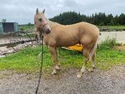 Cheval QH 4 ans pour bonne famille