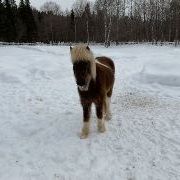 Un famille pour mes chevaux