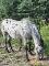 Jument appaloosa et son poulain &agrave; vendre