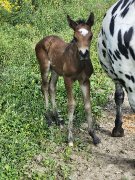 Jument appaloosa et son poulain à vendre