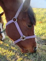Les Quarter Horses...