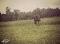myhorse QH